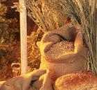 pieczywo ziarno zboże kłosy